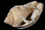 Chalcedony Replaced Gastropod With Druzy Quartz - India #128818-1